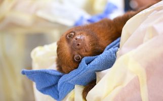 A sloth wrapped in a blue blanket.